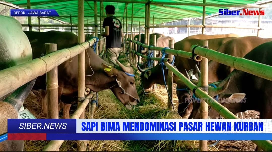 Sapi Bima Dominasi Pasar Qurban Depok, Ini Keunggulannya