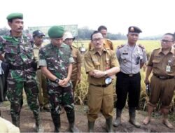 Agus Tauhid: Banten Peringkat Sembilan Produsen Beras Terbesar di Indonesia