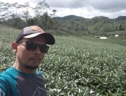 Kebun Teh Cikuya Terbaik Dunia, Begini Ceritanya