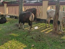 Jelang Idul Adha 1443 H Polda Banten Gelar Potong Kurban