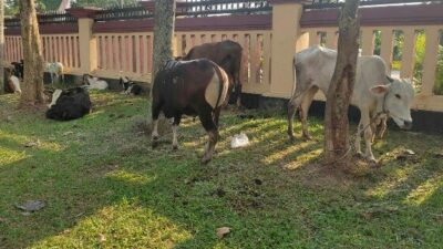 Jelang Idul Adha 1443 H Polda Banten Gelar Potong Kurban