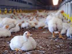 Harga Daging Ayam Ras dan Telur Turun di Banten, Cabai Terus Melambung