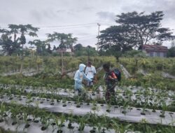 Babinsa Koramil 1710-07/Mapurujaya Dampingi Petani Dukung Ketahanan Pangan