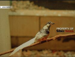 Penangkaran Murai Batu Warna di Depok Modal 8 Miliar Kembali dalam Setahun