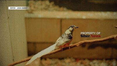 Penangkaran Murai Batu Warna di Depok Modal 8 Miliar Kembali dalam Setahun