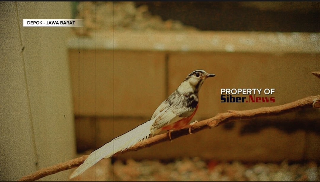 Penangkaran Murai Batu Warna di Depok Modal 8 Miliar Kembali dalam Setahun