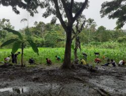 Tanaman Masyarakat Subur, Bukti Sukses Pelatihan Pertanian Satgas Pamtas Yonif 126/KC