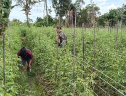 Babinsa Koramil 1710-07/Mapurujaya dampingi petani tingkatkan produksi pertanian