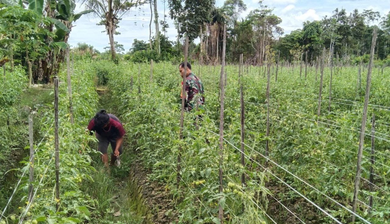 Babinsa Koramil 1710-07/Mapurujaya dampingi petani tingkatkan produksi pertanian