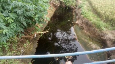 Petani Gagal Panen Diduga karena Limbah TPSA Cilowong