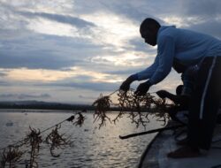 Danlantamal IX Tinjau Panen Rumput Laut untuk Ketahanan Pangan di Pulau Osi