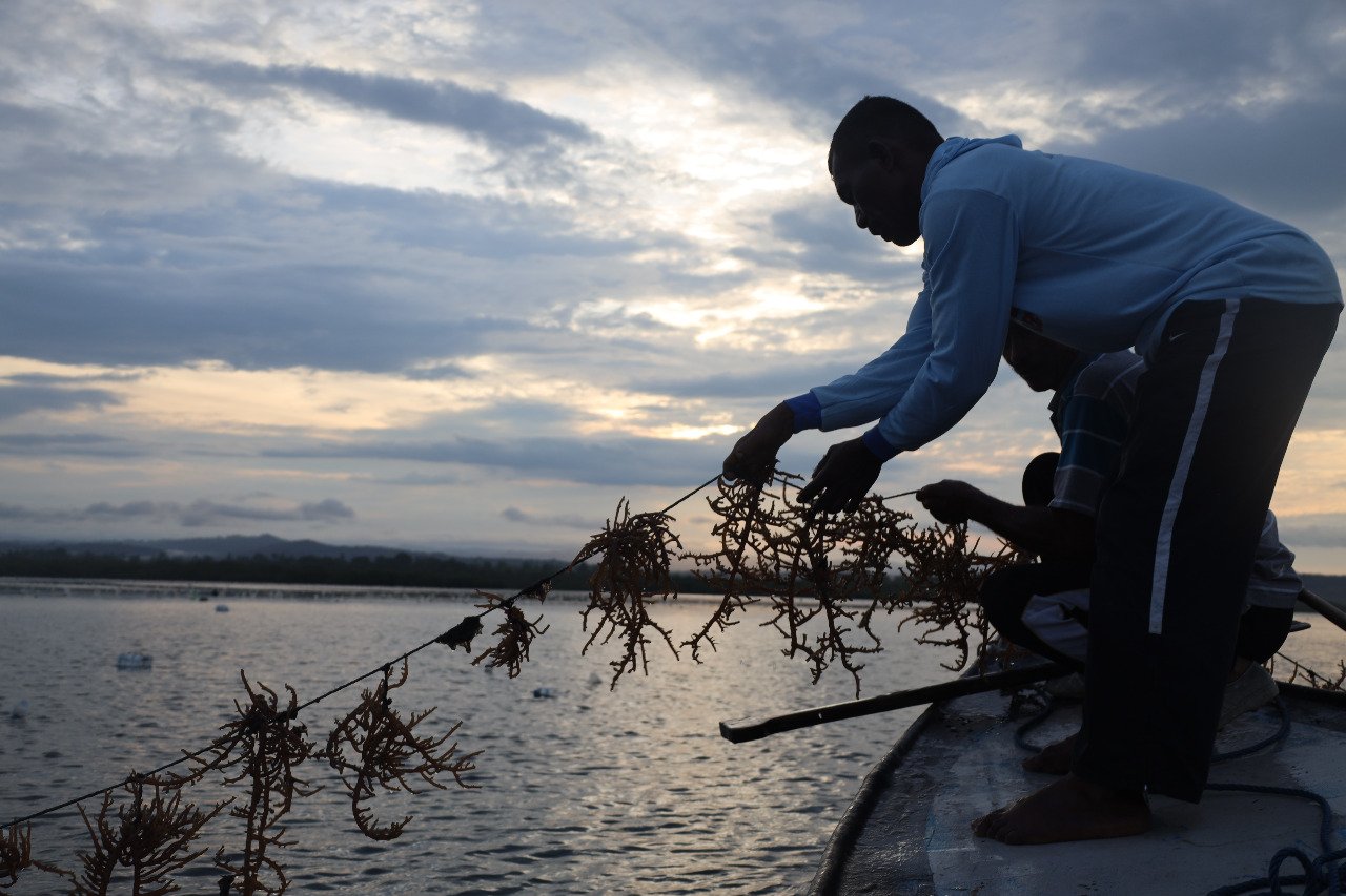Danlantamal IX Tinjau Panen Rumput Laut untuk Ketahanan Pangan di Pulau Osi