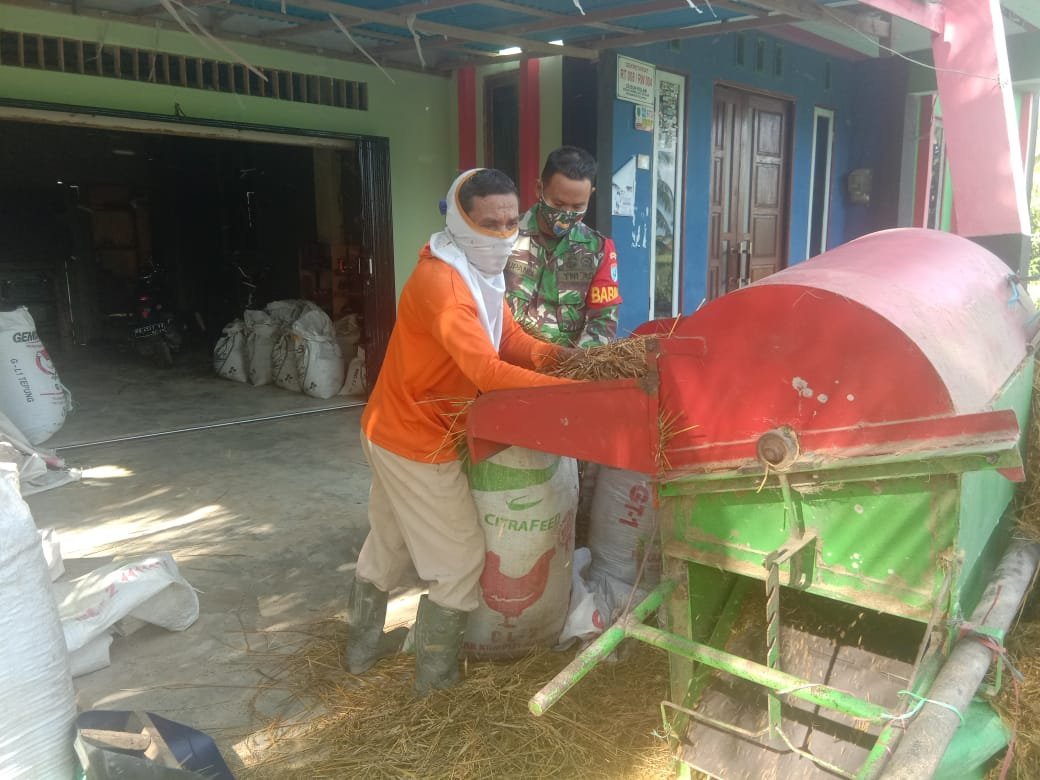 Babinsa Bantu Warga Binaan Rontokkan Padi Panen demi Ketahanan Pangan