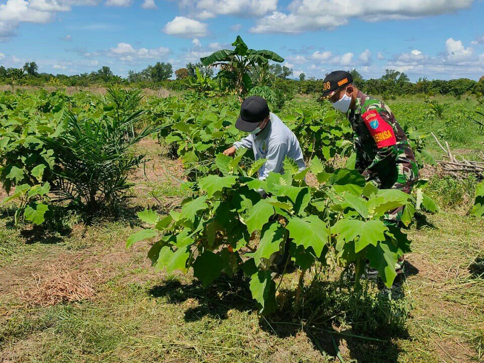 Babinsa Turun ke Kebun Pacu Semangat Petani Terung Saat Pandemi
