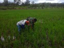 Babinsa Pengabdian Rakyat Bantu Warga Binaan Bersihkan Rumput di Sawah