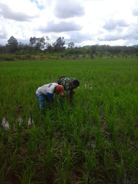 Babinsa Pengabdian Rakyat Bantu Warga Binaan Bersihkan Rumput di Sawah