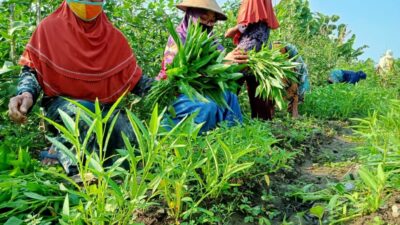 Panen Kebun PKH Lansia Boyolali Penuhi Kebutuhan Pangan dan Gizi
