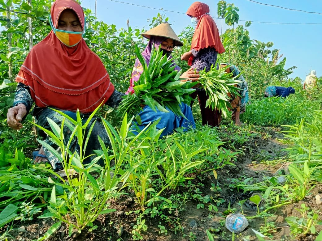 Panen Kebun PKH Lansia Boyolali Penuhi Kebutuhan Pangan dan Gizi