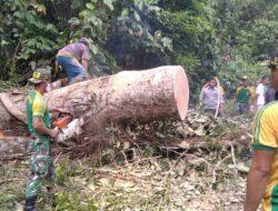 Pohon Tumbang Tutup Jalan Raya, Satgas 413 Kostrad Turun Tangan