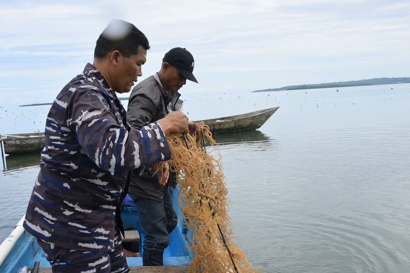 Program Rumput Laut Unggulan Lantamal IX untuk Pembinaan Potensi Maritim