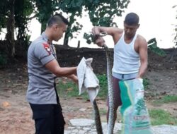 Ular Python di Pekarangan Rumah, Bharada Yusfirman Bantu Evakuasi