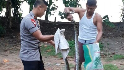 Ular Python di Pekarangan Rumah, Bharada Yusfirman Bantu Evakuasi