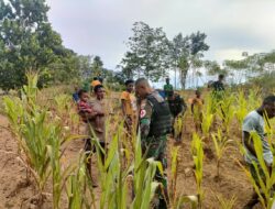 Satgas Yonif 126/KC Bantu Berkebun Wujudkan Kemanunggalan dengan Masyarakat Perbatasan Papua