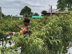 Babinsa Koramil 1710-07/Mapurujaya Bersama Petani Lanjutkan Program Ketahanan Pangan dengan Pengolahan Lahan Sawah