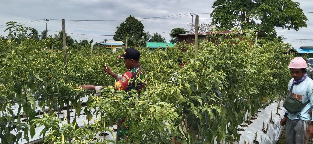 Babinsa Koramil 1710-07/Mapurujaya Bersama Petani Lanjutkan Program Ketahanan Pangan dengan Pengolahan Lahan Sawah