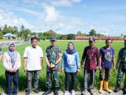 Pangdam Bagikan Bibit Padi B-1000 dan Pupuk Mutiara ke Petani Saat Kunjungan Kerja ke Pulau Buru