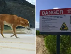 Tuntutan buru dingo dan larangan wisata usai remaja Kanada tewas di K’gari