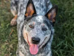 Wanita cerita ke anjing tuli pakai bahasa isyarat soal rumah baru