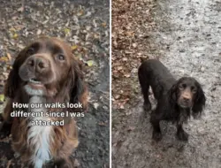 Wanita dan anjingnya diserang – ia bagikan 10 aturan keamanan baru