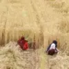 Wilayah Gandum India Panen Melimpah