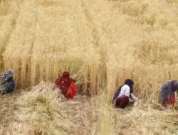 Wilayah Gandum India Panen Melimpah