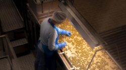 Serpentum zaitun 100 tahun