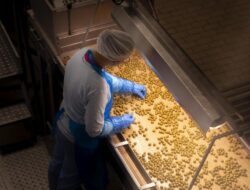 Serpentum zaitun 100 tahun