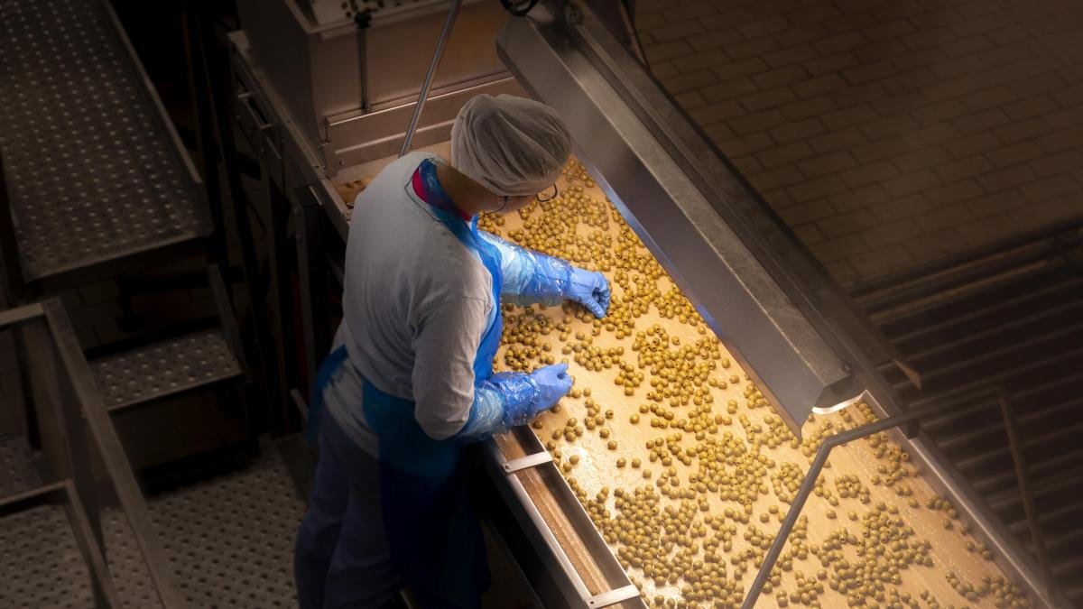 Serpentum zaitun 100 tahun