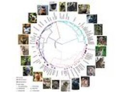 Ilmu Gay: Penelitian ini mengklaim bahwa hewan primata berevolusi menjadi perilaku gay sebagai strategi bertahan hidup