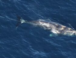 Paus paus di Atlantik Utara ditemukan tewas setelah beberapa minggu terkompleksasi