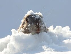 Hari Tikus Tikus yang sebenarnya tidak merupakan hari musim semi, akan datang pada 3 Februari