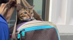 Saat itu, banyak orang yang ingin melihat mobil-mobil di gerbang kota itu.