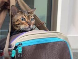 Saat itu, banyak orang yang ingin melihat mobil-mobil di gerbang kota itu.