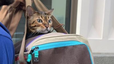 Saat itu, banyak orang yang ingin melihat mobil-mobil di gerbang kota itu.