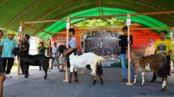 Pertandingan Pembiakan Kambing di Paru adalah yang unik