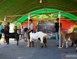 Pertandingan Pembiakan Kambing di Paru adalah yang unik