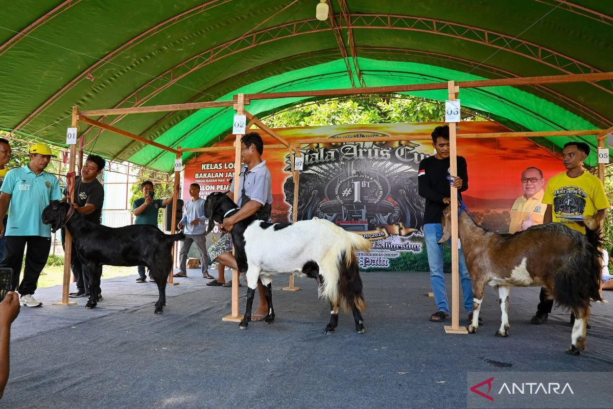 Pertandingan Pembiakan Kambing di Paru adalah yang unik