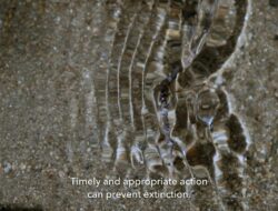 Film dokumenter ilmiah tentang kehancuran, kelaparan, kelelahan, dan kelelahannya (di-solo)