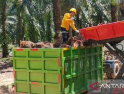 Kementerian Perdagangan: Permintaan untuk tahun baru dan bulan Ramadhan meningkat pada harga minyak sawit mentah pada bulan Februari