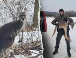 Kangaroo yang melarikan diri menghalangi lalu lintas di jalan raya Virginia sebelum menyelamatkan